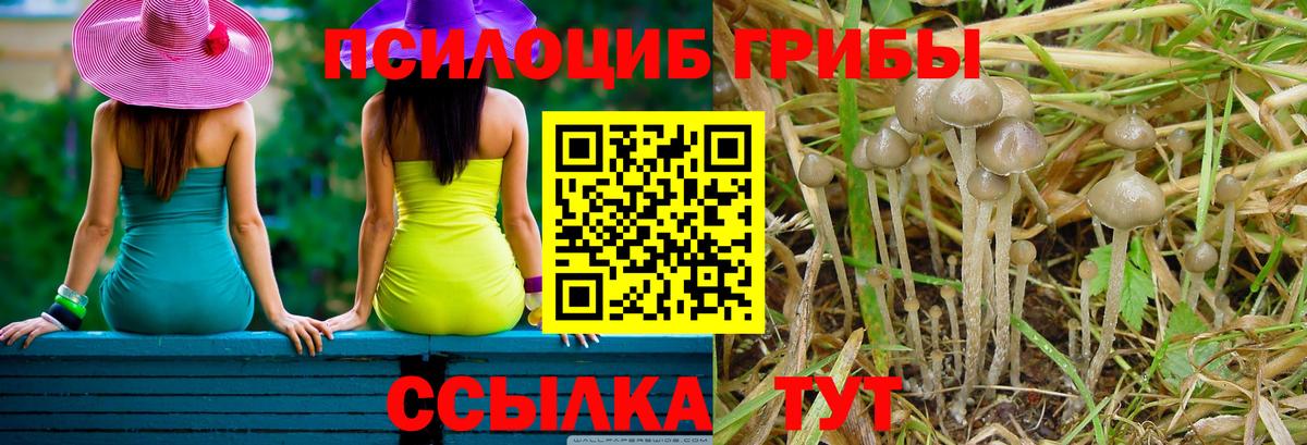 Псилоцибиновые грибы MAGIC MUSHROOMS  Вход с VPN  Псилоцибиновые грибы Psilocybine cubensis  наркошоп  Дербент 
